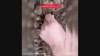کاشت زعفران در جعبه،خانه و آپارتمان-زعفرانیک