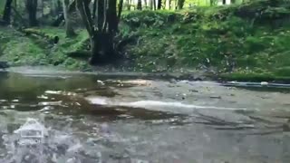 پارک جنگلی سراوان ؛ از دیدنی های استان گیلان