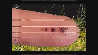 فروش سم کنه کش بسیارقوی بایر آلمان