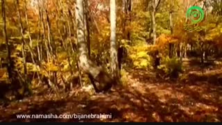 آرامش دهندهی روح و روان