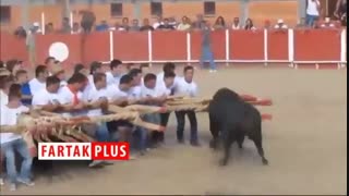 زورآزمایی ده‌ها مرد با یک گاو وحشی!