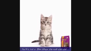 رشد بچه گربه