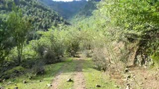 تونلی از درختان انار واقع در جنگل روستای پلنگ دره آلیان (آبان سال 98)