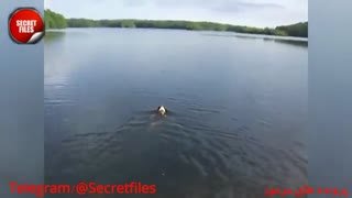 5 ویدیوی تکان دهنده از لحظات ماهیگیری (مستند کوتاه) شامل توضیحات