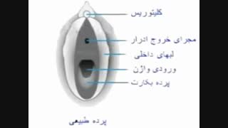 تشخیص باکرگی از ظاهر خارجی واژن