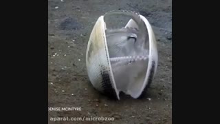 مستند اختاپوس