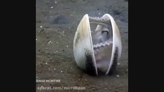 مستند جنجالی و جذاب اختاپوس