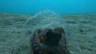 مستند اختاپوس