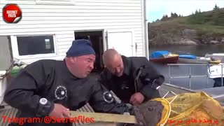 5 موجود آبزی مخوف و ترسناک اعماق اقیانوس که ندیده اید! (مستند کوتاه حیات وحش) شامل توضیحات