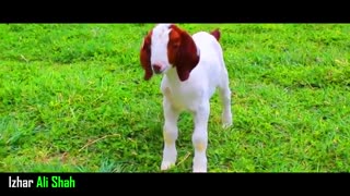 سرود اردو عید قربان