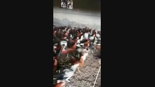 فروش عمده و جزئی خروس بومی