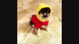 بی تی اس|•یونتـــانگ،هاپــو کوشــولــوی تهیــونگ^•^کیــ♡ــوت*-*