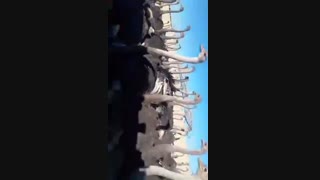 فروش پوست شترمرغ شرکت آریا منتخب پارسیان