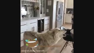 گرگ به عنوان حیوان خانگی