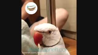 طوطی ملنگو سفید سخنگو