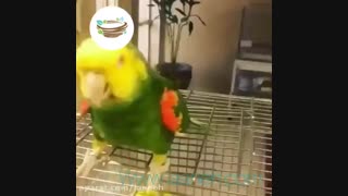 طوطی آواز خون