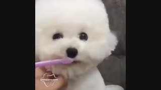 مسواک زدن | دندانستان