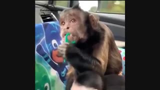 بهداشت دهان و دندان | دندانستان