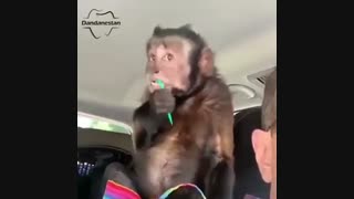 نخ دندان | دندانستان