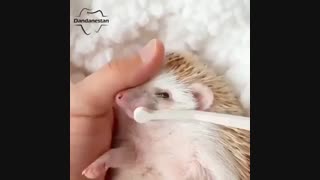 مسواک زدن | دندانستان