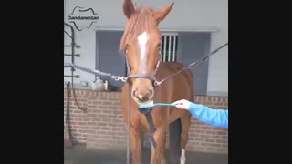 مسواک زدن | دندانستان