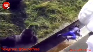 5 حیوان خارق العاده که جان انسانها را نجات دادند! (مستند کوتاه حیوانات) شامل توضیحات