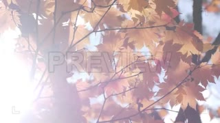 فوتیج برگهای نارنجی درخت افرا Orange Maple Leaves