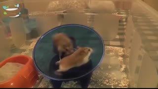 همستر ، کوچکترین حیوان خانگی