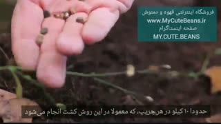 جنسینگ چیست ؟! - نحوه کاشت و برداشت