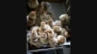 جوجه یکروزه بوربون اصل