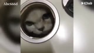 کلیپ خنده دار از گربه ها !