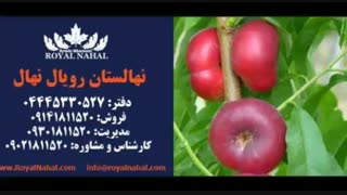خرید و فروش نهال زردآلو پرتغالی