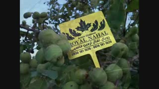 خرید و فروش نهال انار بی دانه۰۹۱۴۱۸۱۱۵۲۰