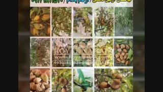 خرید و فروش نهال گردو تضمینی۰۹۱۴۱۸۱۱۵۲۰