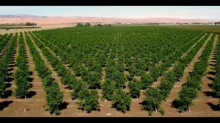 خرید و فروش ارقام نهال های خاص و با کیفیت