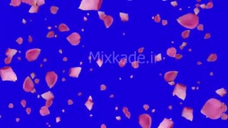 فوتیج گلبرگ گل رز- کد 112207