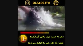 فیلم مارهای آناکونداها