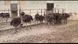 پیش فروش شترمرغ 10 روزه تا 2 ماهه