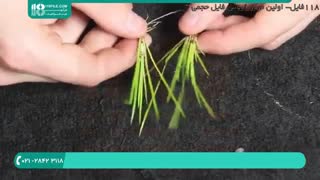 آموزش ساخت تراریوم در منزل