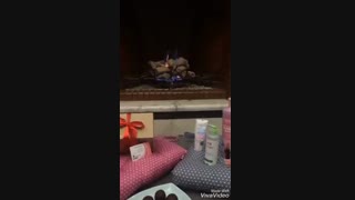 پک های کادویى روشا