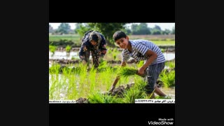 خرید برنج ایرانی