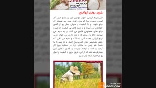 خرید برنج ایرانی ارزان