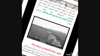 برنج شیرودی