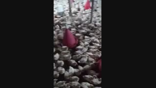 فروش مرغ بومی 5 ماهه اماده به تخم09121986651