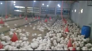 تعداد محدودی بوقلمون بیوتی یک ماهه د رتهران 09121986651