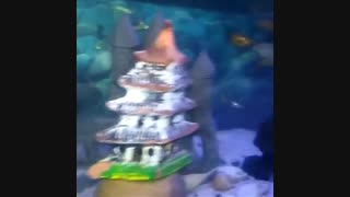 آکواریوم یکی از مشتریای خوبمون .