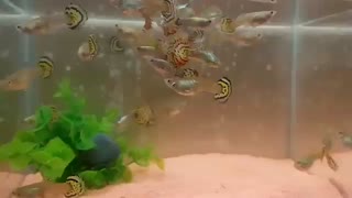 گوپی تایگر هافمون درشت و سالم .