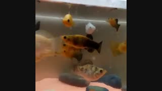 مولی جاینت .