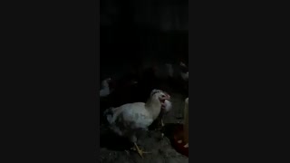 فروش مرغ بومی گلپایگان