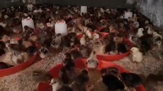 جوجه یکروزه بومی